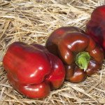 Перец сладкий Катан F1 /20 семян/ *Kitano Seeds*