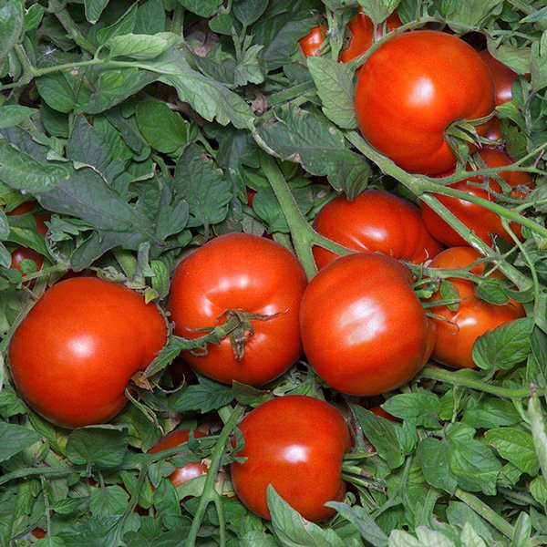 Семена томата Анита (KS 829) F1 /50 семян/ *Kitano Seeds*