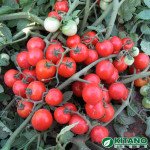 Томат Конорі F1 /50 насінин/ *Kitano Seeds*