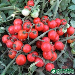 Томат Конори F1 /50 семян/ *Kitano Seeds*