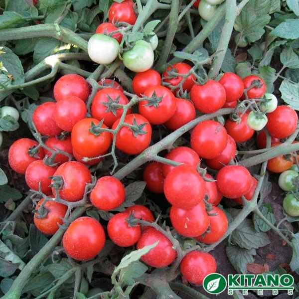 Насіння томату Конорі F1 /50 насінин/ *Kitano Seeds*