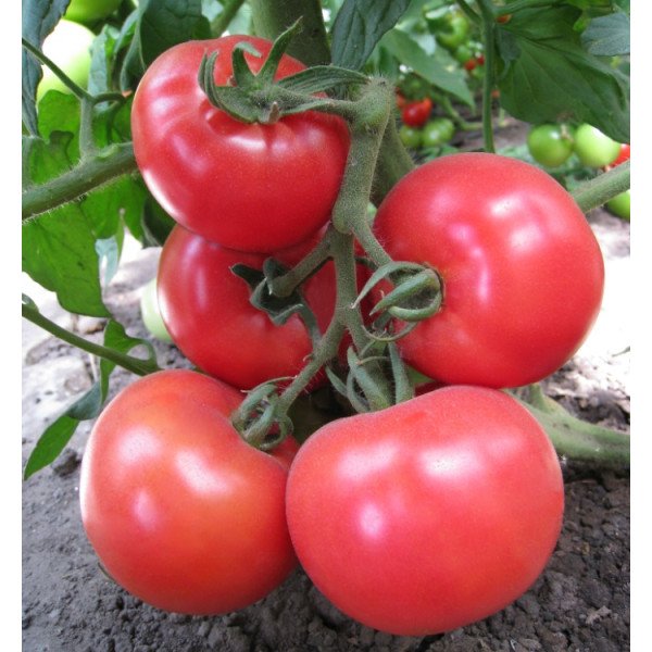 Семена томата Китару (KS 14) F1 /20 семян/ *Kitano Seeds*