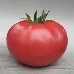 Томат Кибо F1 /20 семян/ *Kitano Seeds*