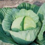 Капуста белокочанная Агрессор F1 /100 семян/ *Syngenta*