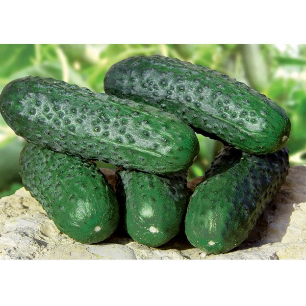 Семена огурца Барвина F1 /50 семян/ *Nunhems Zaden*