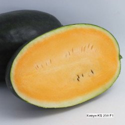 Арбуз KS 250 F1 /20 семян/ *Kitano Seeds*