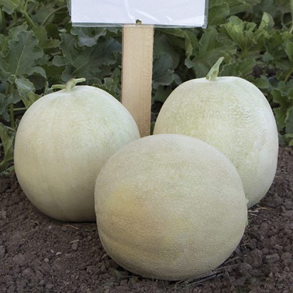 Диня KS 7037 (Міра) F1 /20 насінин/ *Kitano Seeds*