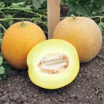 Дыня Ванда F1 /20 семян/ *Kitano Seeds*