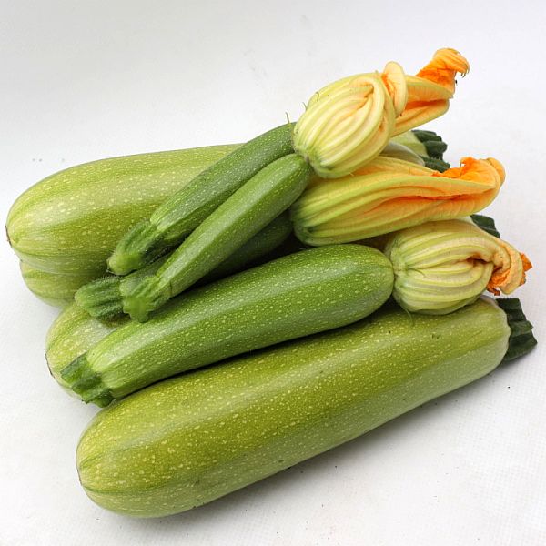 Семена кабачка KS 3714 (Язума) F1 /20 семян/ *Kitano Seeds*