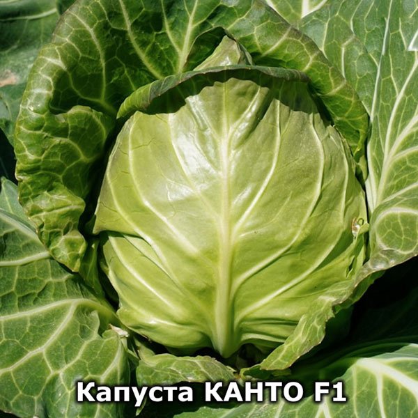 Насіння капусти білоголової Канто F1 /100 насінин/ *Kitano Seeds*