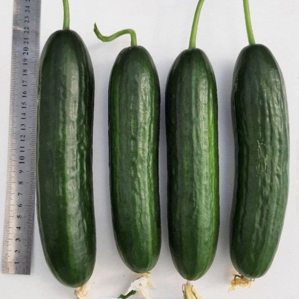 Огірок KS 260 F1 /10 насінин/ *Kitano Seeds*