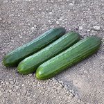 Огірок KS 930 F1 /10 насінин/ *Kitano Seeds*