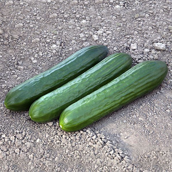 Огурец KS 930 F1 /10 семян/ *Kitano Seeds*