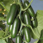 Огірок KS 1599 F1 /10 насінин/ *Kitano Seeds*