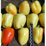 Перець солодкий KS 3115 (Термілан) F1 /20 насінин/ *Kitano Seeds*