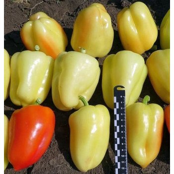 Перець солодкий KS 3115 (Термілан) F1 /20 насінин/ *Kitano Seeds*