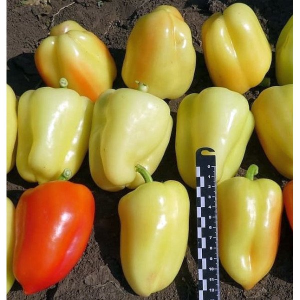 Семена перца сладкого KS 3115 (Термилан) F1 /20 семян/ *Kitano Seeds*