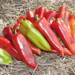 Перець солодкий KS 2458 (Шинако) F1 /20 насінин/ *Kitano Seeds*