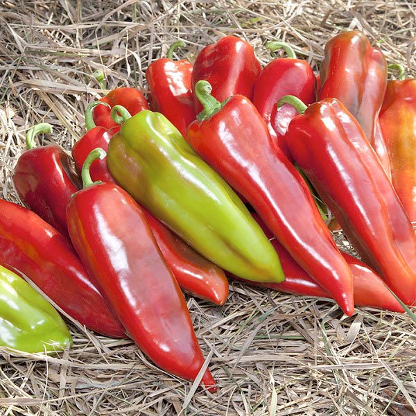 Семена перца сладкий KS 2458 (Шинако) F1 /20 семян/ *Kitano Seeds*