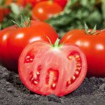 Томат Камі F1 /50 насінин/ *Kitano Seeds*