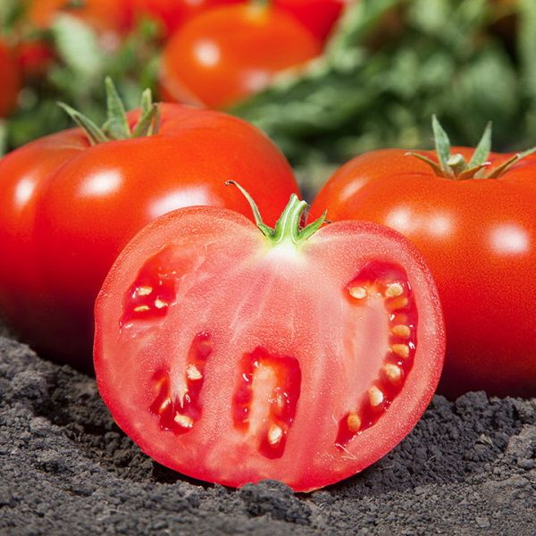 Томат Ками F1 /50 семян/ *Kitano Seeds*