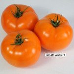 Томат Айсан F1 /50 насінин/ *Kitano Seeds*