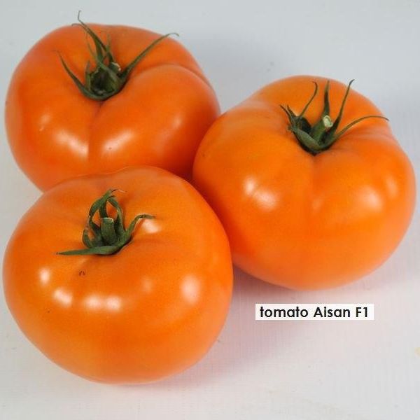 Томат Айсан F1 /50 насінин/ *Kitano Seeds*