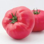 Томат KS 240 (Іссіма) F1 /20 насінин/ *Kitano Seeds*