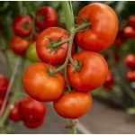 Томат Анненфелд F1 /10 насінин/ *Rijk Zwaan*