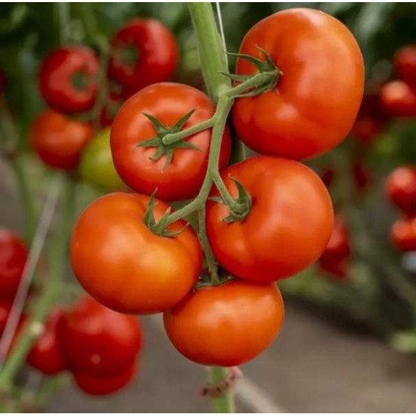 Семена томата Анненфелд F1 /10 шт/ *Rijk Zwaan*