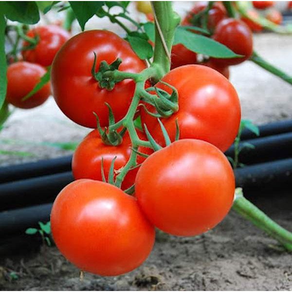 Семена томата Аттия F1 /10 шт/ *Rijk Zwaan* *Rijk Zwaan*