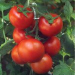 Томат Барбадос F1 /10 насінин/ *Rijk Zwaan*