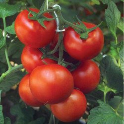 Томат Барбадос F1 /10 насінин/ *Rijk Zwaan*
