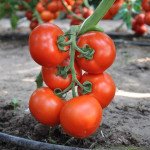 Томат Беллавіза F1 /10 насінин/ *Rijk Zwaan*