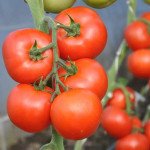 Томат Дофу F1 /10 насінин/ *Rijk Zwaan*