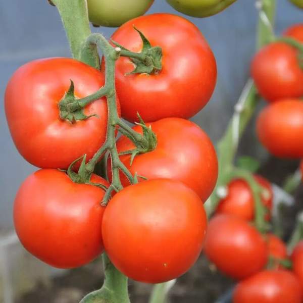 Семена томата Дофу F1 /10 шт/ *Rijk Zwaan*