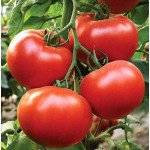Томат Зульфия F1 /10 семян/ *Rijk Zwaan*