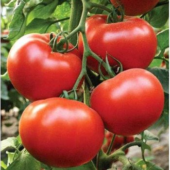 Томат Зульфія F1 /10 насінин/ *Rijk Zwaan*