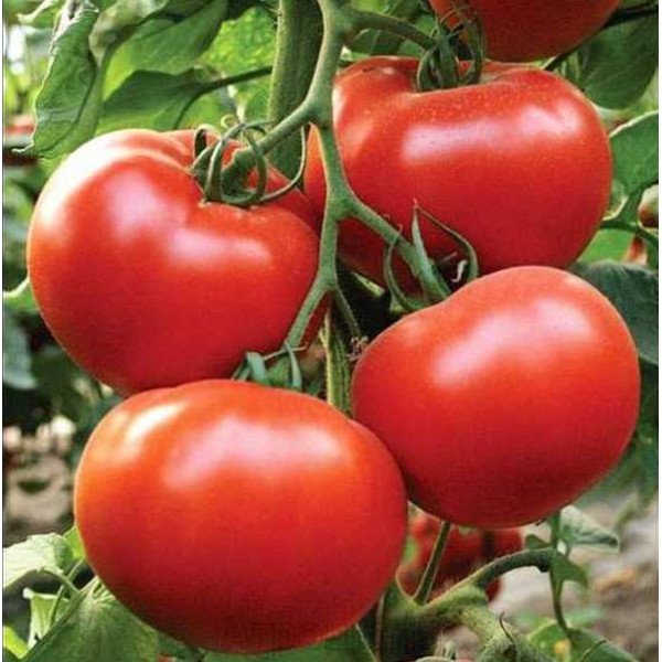 Насіння томату Зульфія F1 /10 шт/ *Rijk Zwaan*