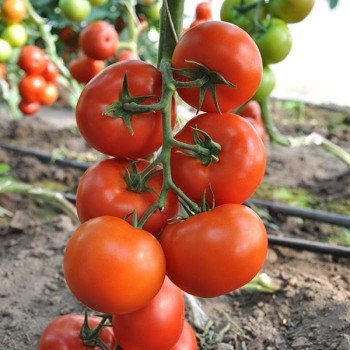 Томат Логур F1 /10 насінин/ *Rijk Zwaan*