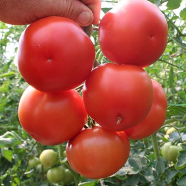 Семена томата Лилос F1 /10 шт/ *Rijk Zwaan* *Rijk Zwaan*