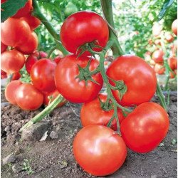 Томат Махитос F1 /10 семян/ *Rijk Zwaan*