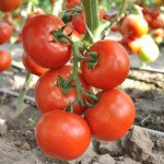 Томат Чинто F1 /10 семян/ *Rijk Zwaan*