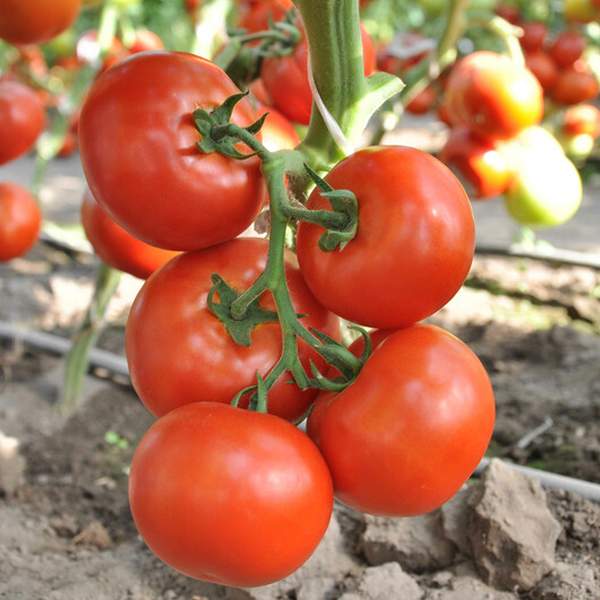 Насіння томату Чінто F1 /10 шт/ *Rijk Zwaan*