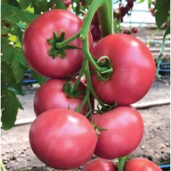 Томат Мануса F1 /10 семян/ *Rijk Zwaan*