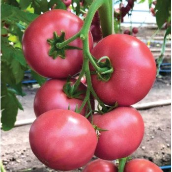 Томат Мануса F1 /10 насінин/ *Rijk Zwaan*