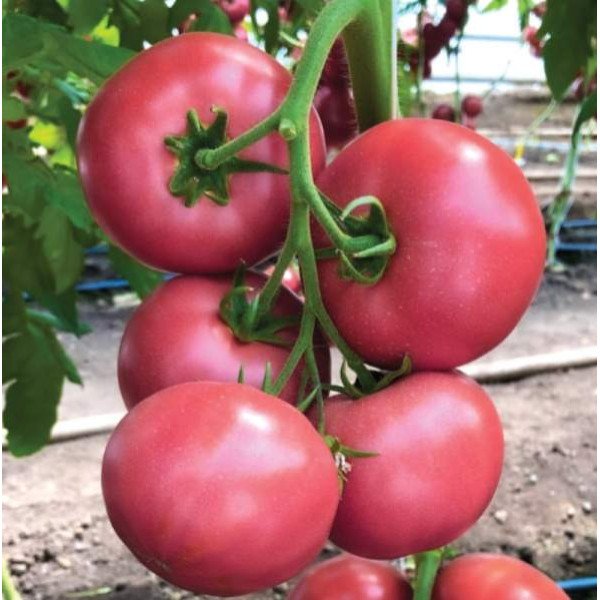 Насіння томату Мануса F1 /10 шт/ *Rijk Zwaan*