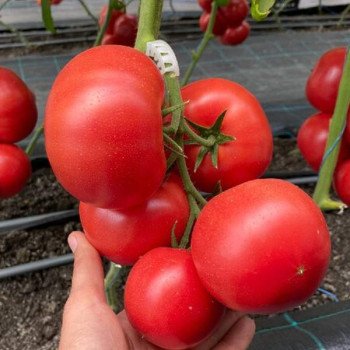 Томат Сиберите F1 /10 семян/ *Rijk Zwaan*