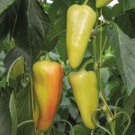 Перец сладкий Дон F1 /20 семян/ *Bejo Zaden*