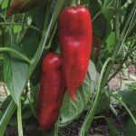 Перець солодкий Хан F1 /20 насінин/ *Bejo Zaden*